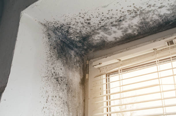 Trusted Mold Inspection service in Schooleys Mountain, NJ - Cheap Mold Removal